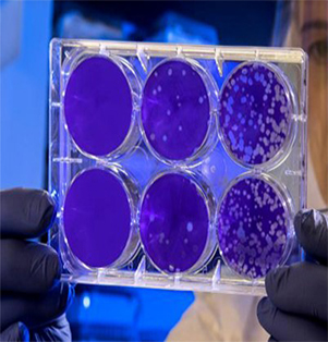 Antiviral Assay